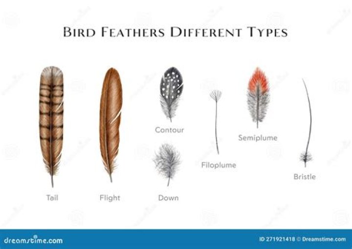 A Deep Dive Into The World Of Down Feathers