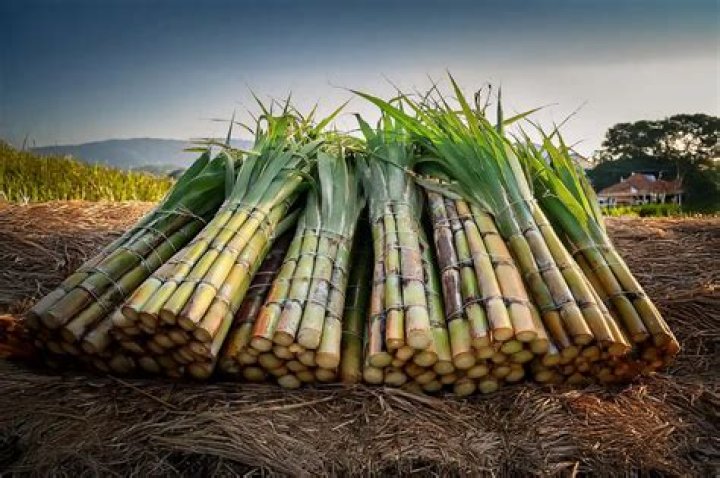 Discoveries And Insights Redefining Sugarcane Farming
