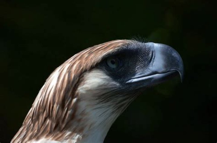 The Giant Philippine Eagle |