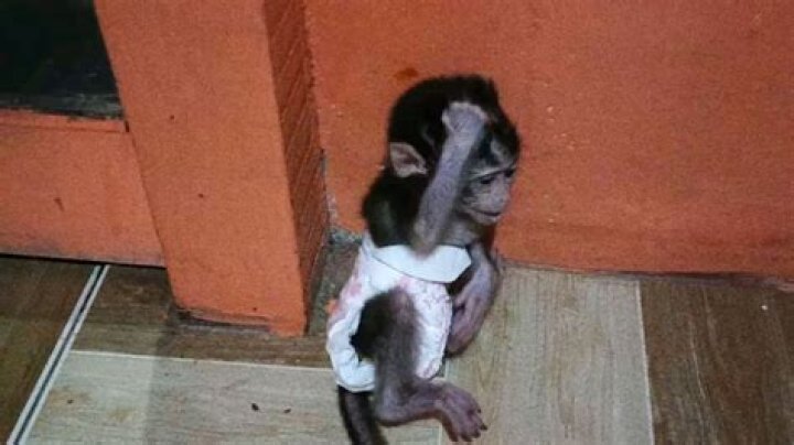 Unraveling The Secrets Of The "Karen Mafia Monkey"