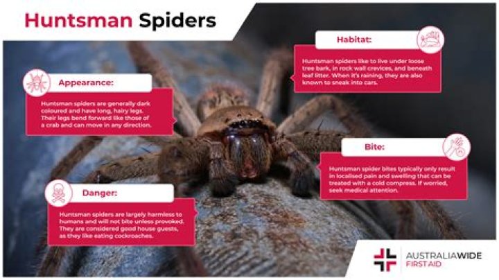 Unveiling The Giant Huntsman Spider |