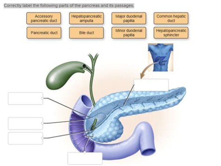 Unveiling The Secrets Of The Hepatopancreatic System