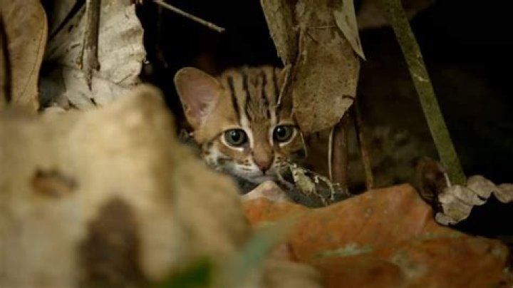 Unveiling the Smallest Cat in the World, the Rusty-Spotted Cat |